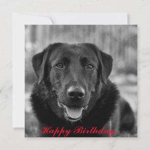 Black Labrador Photo Pet Dog  Card
