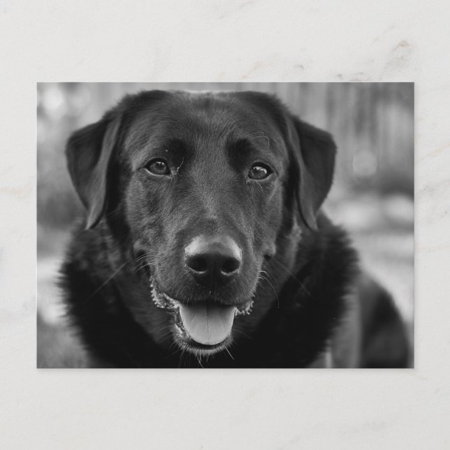 Black Labrador Photo Pet Dog Postcard (Front)