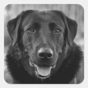 Black Labrador Photo Pet Dog  Square Sticker