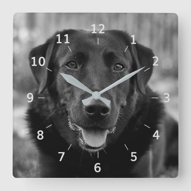 Black Labrador Photo Pet Dog Square Wall Clock (Front)