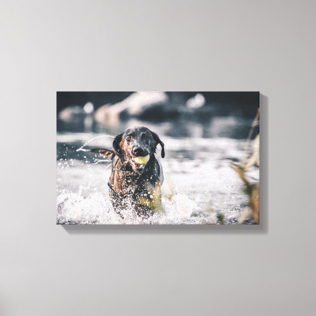 Black Labrador Plays Fetch In Water Canvas Print (Front)