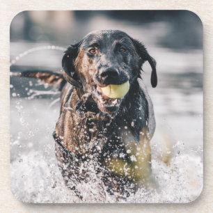 Black Labrador Plays Fetch In Water Coaster
