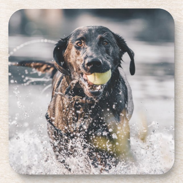 Black Labrador Plays Fetch In Water Coaster (Front)