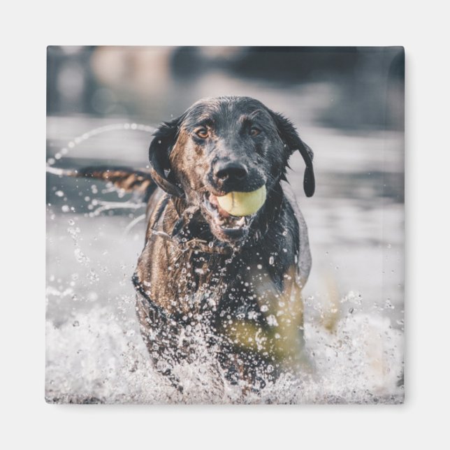 Black Labrador Plays Fetch In Water Magnet (Front)