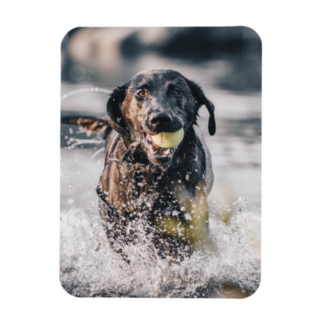 Black Labrador Plays Fetch In Water Magnet (Vertical)