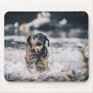 Black Labrador Plays Fetch In Water Mouse Pad