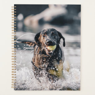 Black Labrador Plays Fetch In Water Planner