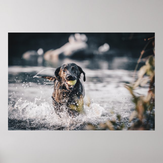 Black Labrador Plays Fetch In Water Poster (Front)