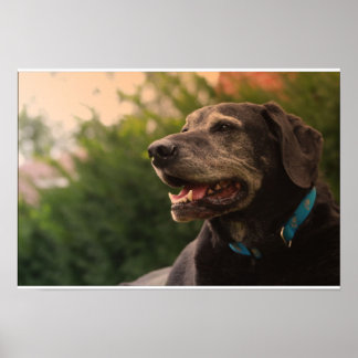 Black Labrador Poster