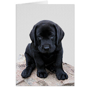 Black Labrador Pup
