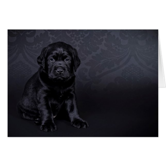 Black Labrador puppy (Front Horizontal)