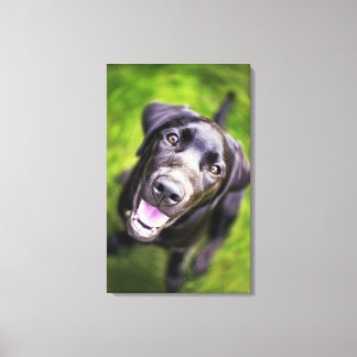 Black labrador puppy looking upwards, close-up canvas print