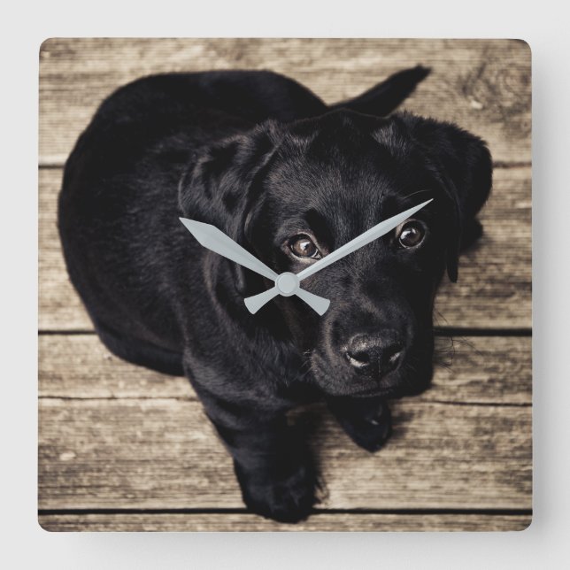 Black Labrador Puppy Square Wall Clock (Front)