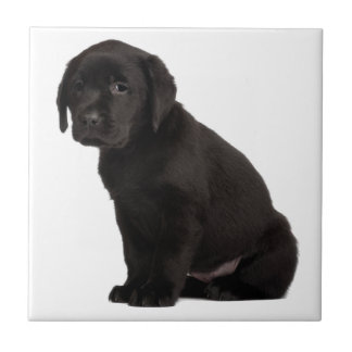 Black Labrador Puppy Tile