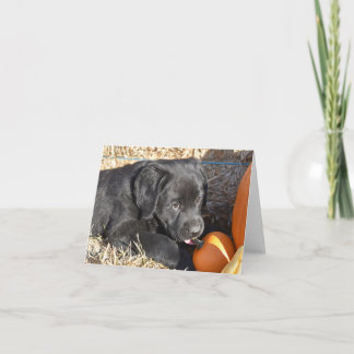 Black Labrador puppy with Pumpkins Note Card
