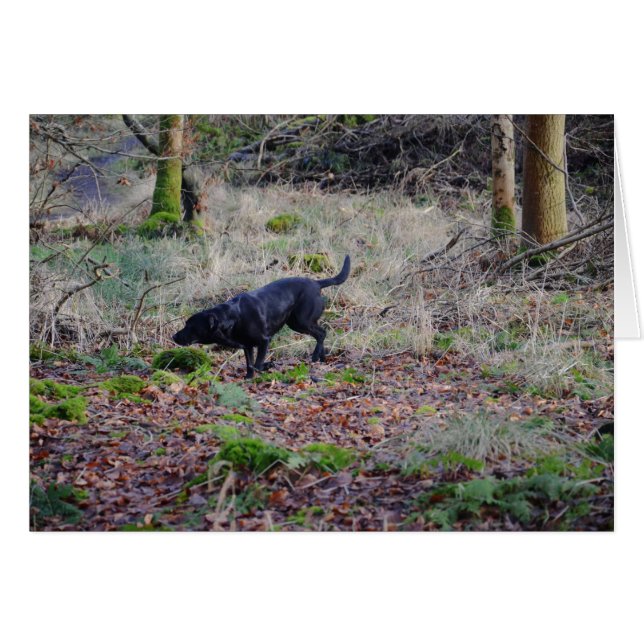 Black Labrador Retriever (Front Horizontal)