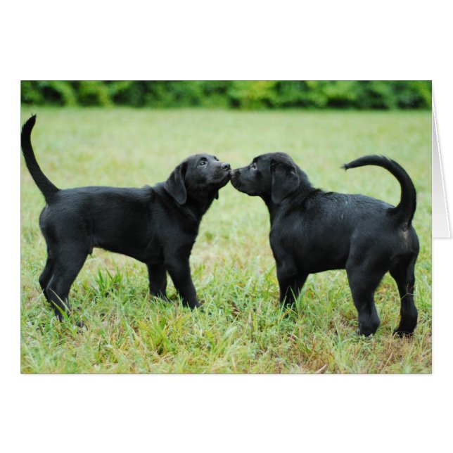 Black Labrador Retriever (Front Horizontal)