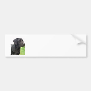 Black Labrador Retriever Bumper Sticker