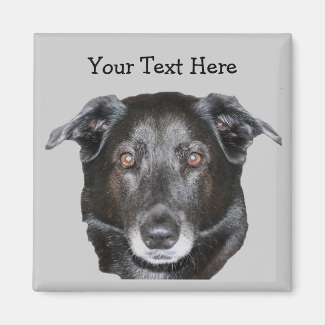 Black Labrador Retriever Dog Magnet (Front)