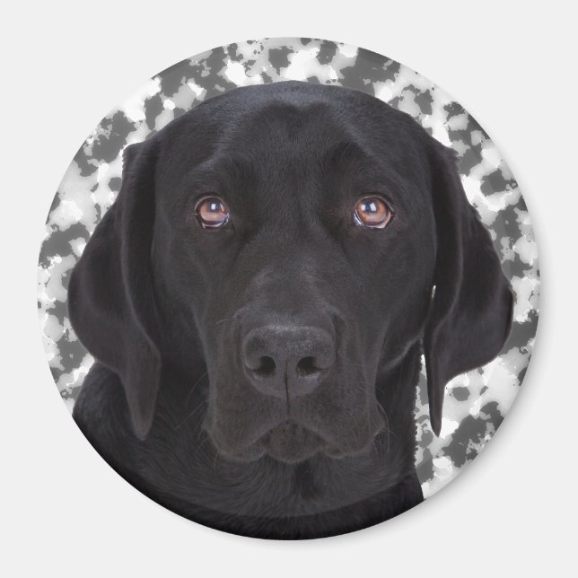 Black Labrador Retriever Magnet (Front)