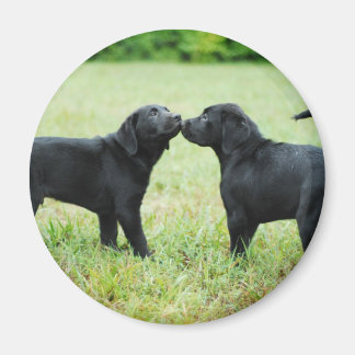 Black Labrador Retriever Magnet