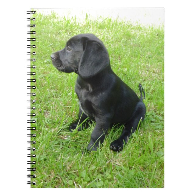 Black Labrador Retriever On Grass Spiral Notebook (Front)