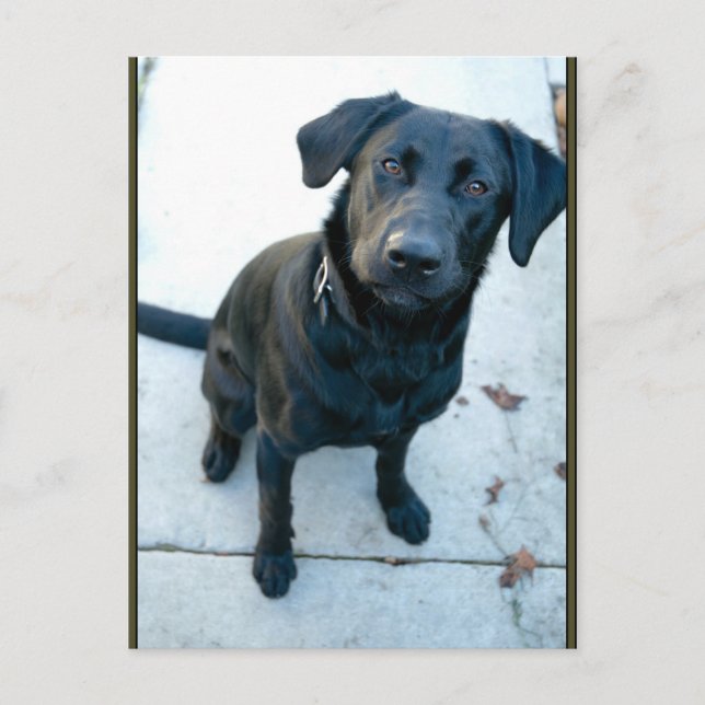 Black Labrador Retriever Postcard (Front)