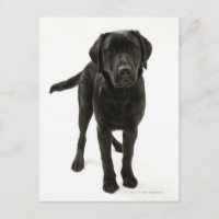 Black labrador retriever