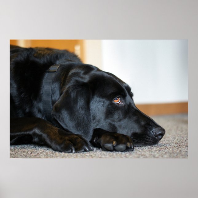 Black Labrador Retriever Poster (Front)