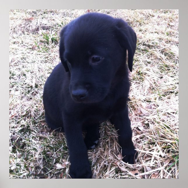 Black Labrador Retriever Poster (Front)