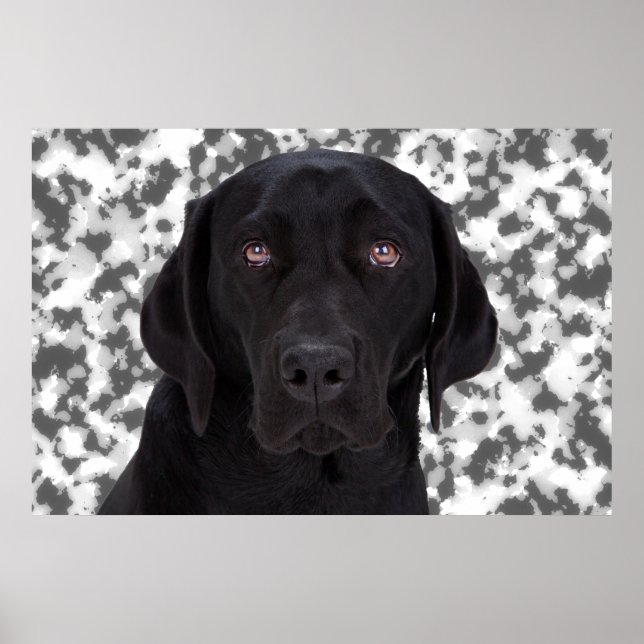 Black Labrador Retriever Poster (Front)