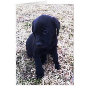 Black Labrador Retriever Puppy