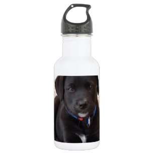 Black Labrador Retriever Puppy 532 Ml Water Bottle