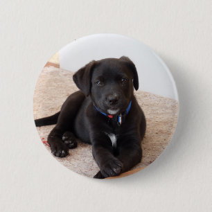 Black Labrador Retriever Puppy 6 Cm Round Badge
