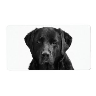 Black Labrador Retriever Puppy Dog