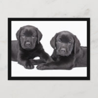 Black Labrador Retriever Puppy Dog Postcard