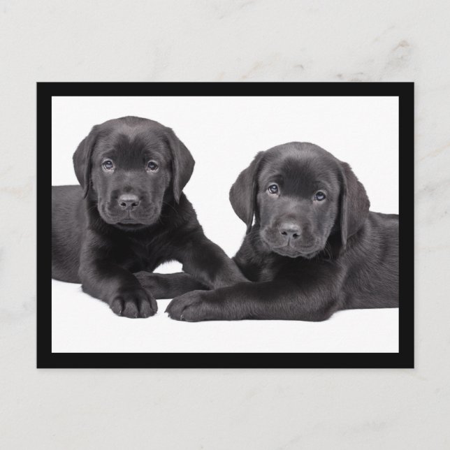 Black Labrador Retriever Puppy Dog Postcard (Front)