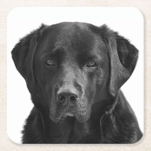 Black Labrador Retriever Puppy Dog Square Paper Coaster