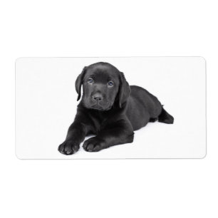 Black Labrador Retriever  Puppy Dog Sticker