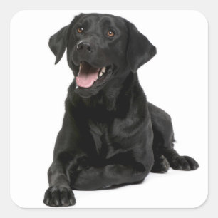 Black Labrador Retriever Puppy Dog Sticker / Seal
