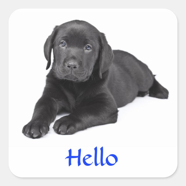 Black Labrador Retriever Puppy Hello Sticker (Front)