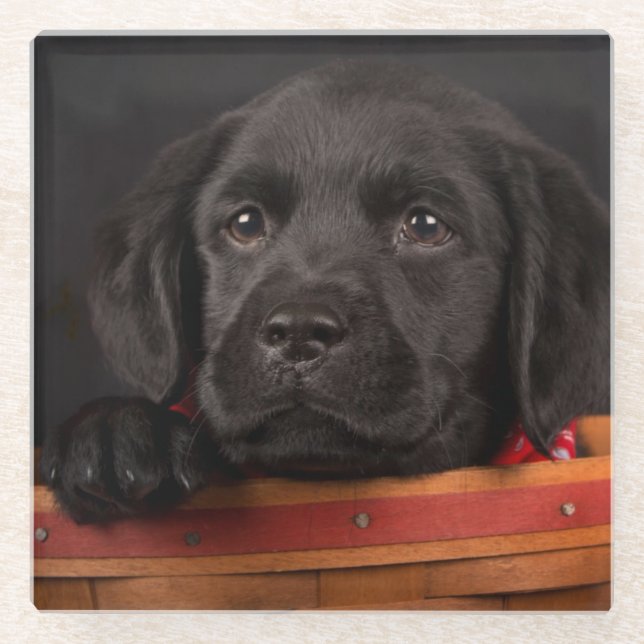 Black labrador retriever puppy in a basket glass coaster (Front)