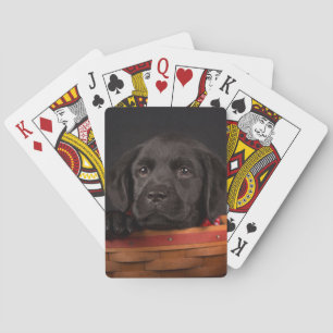 Black labrador retriever puppy in a basket playing cards