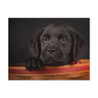 Black labrador retriever puppy in a basket