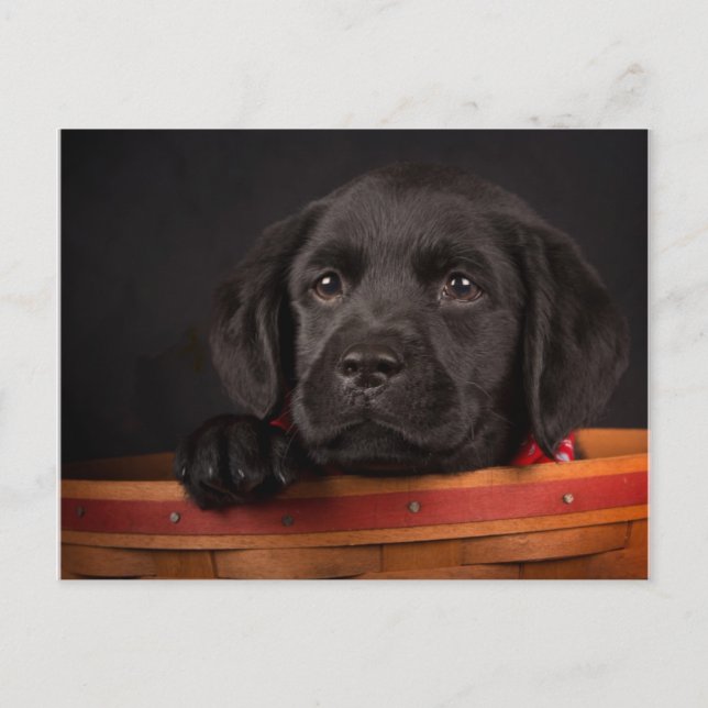 Black labrador retriever puppy in a basket postcard (Front)