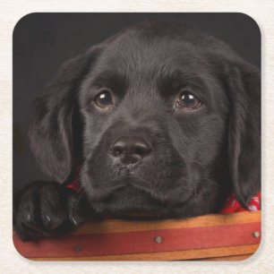 Black labrador retriever puppy in a basket square paper coaster
