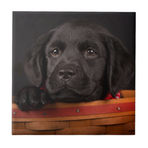 Black labrador retriever puppy in a basket tile