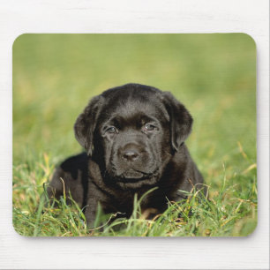 Black labrador retriever puppy mouse pad