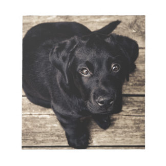 Black Labrador Retriever Puppy on Wood Notepad