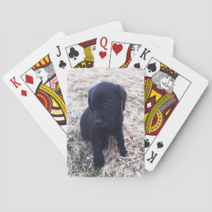 Black Labrador Retriever Puppy Playing Cards